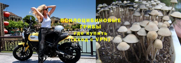 ГАЛЛЮЦИНОГЕННЫЕ ГРИБЫ Аркадак
